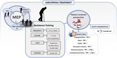 Anabolic-Androgenic Steroids and Exercise Training: Breaking the Myths and Dealing With Better Outcome in Sarcopenia